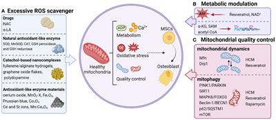 Bone regeneration strategies based on organelle homeostasis of mesenchymal stem cells